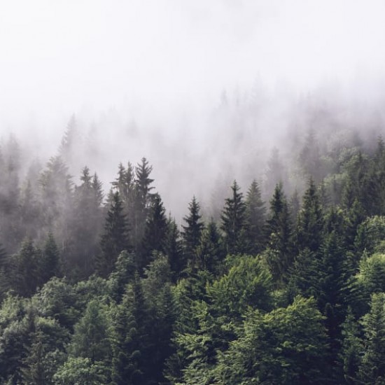 Fototapet premium, model 3d, O pădure verde și misterioasă de brad Misty Fir Forest, dimensiuni pe comanda