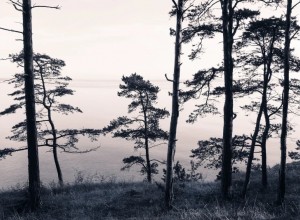 Fototapet premium, model 3d, pini și priveliștea oceanului Old Pine Trees, dimensiuni pe comanda