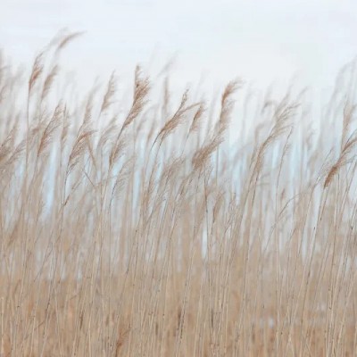 Fototapet premium, model 3d, coasta marina Swaying Reed, dimensiuni pe comanda Rebel Walls