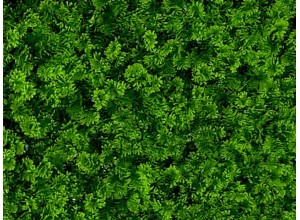 VV 7001 GreenWall Forest Moss-perete verde artificial 1x1m