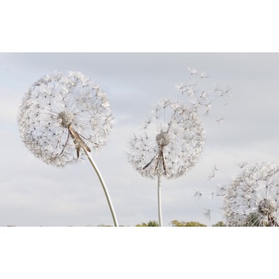Fototapet Fara Imbinari Dandelion Fantasy Premier Decor