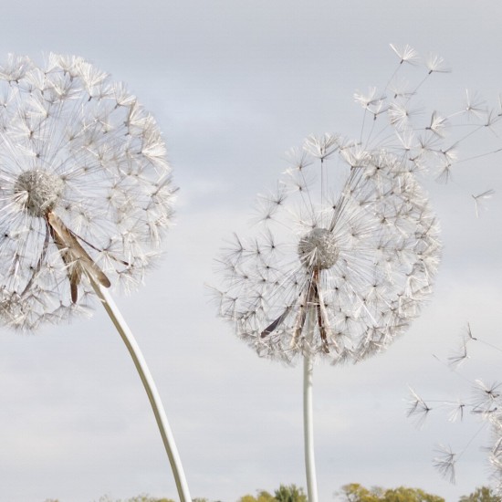 Fototapet Fara Imbinari Dandelion Fantasy