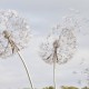 Fototapet Fara Imbinari Dandelion Fantasy