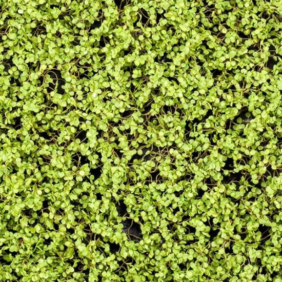 Covor artificial verde deschis Soleirolia 50x50 cm