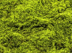 Muschi artificial decorativ verde 100x100 cm