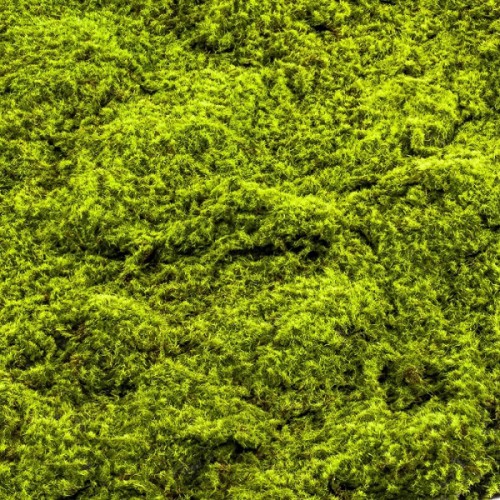 Muschi artificial decorativ verde 100x100 cm