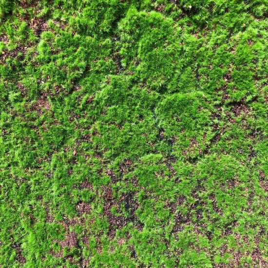 Muschi artificial decorativ Grimmia 100x100 cm