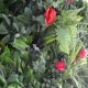 Perete verde artificial Dianthus GW6121 - 100 x 100 cm