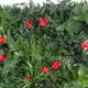 Perete verde artificial Dianthus GW6121 - 100 x 100 cm