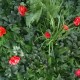 Perete verde artificial Dianthus GW6121 - 100 x 100 cm