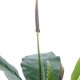 Anthurium artificial Jungle King, 130 cm, latime 100 cm, trunchi fibra de sticla Anthurium artificial Jungle King, 130 cm, latime 100 cm, trunchi fibra de sticla