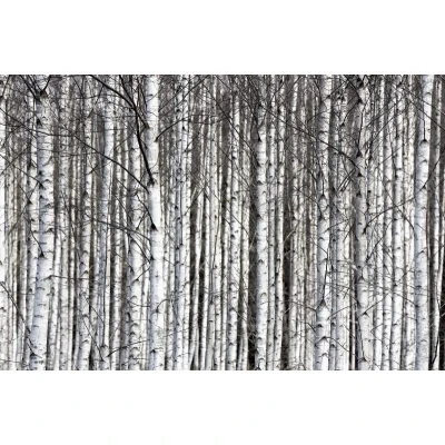 Fototapet premium, model 3d, ramurile închise la culoare Birch Trunks, dimensiuni pe comanda Rebel Walls