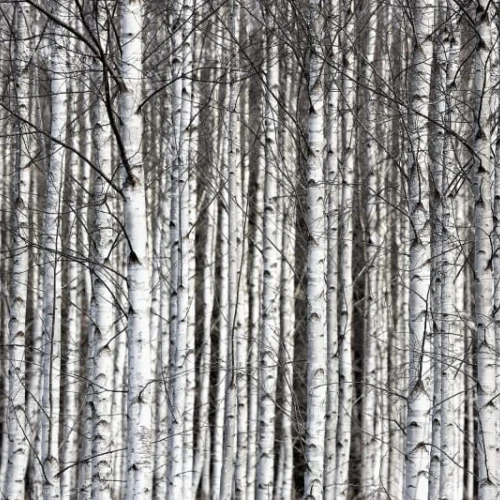 Fototapet premium, model 3d, ramurile închise la culoare Birch Trunks, dimensiuni pe comanda