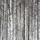 Fototapet premium, model 3d, ramurile închise la culoare Birch Trunks, dimensiuni pe comanda
