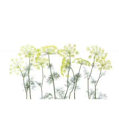 Fototapet premium, model 3d, oroane de mărar Crown Of Dill, dimensiuni pe comanda Rebel Walls