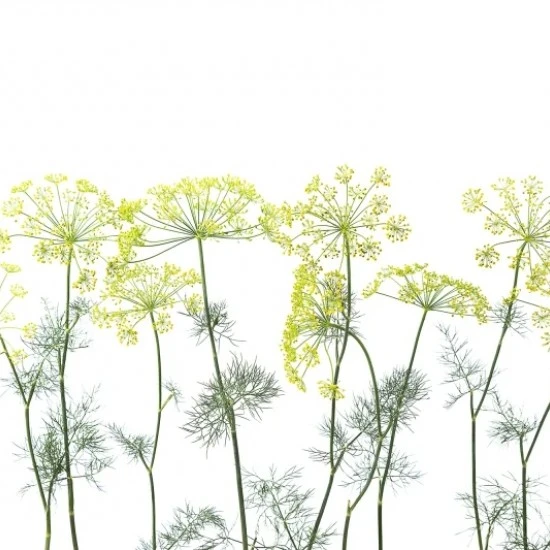 Fototapet premium, model 3d, oroane de mărar Crown Of Dill, dimensiuni pe comanda