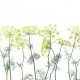 Fototapet premium, model 3d, oroane de mărar Crown Of Dill, dimensiuni pe comanda