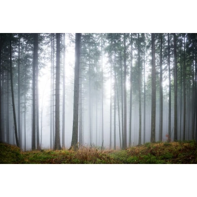 Fototapet premium, model 3d, pădurea misterioasă, Forest Glade, dimensiuni pe comanda Rebel Walls