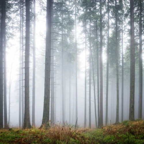 Fototapet premium, model 3d, pădurea misterioasă, Forest Glade, dimensiuni pe comanda
