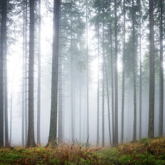 Fototapet premium, model 3d, pădurea misterioasă, Forest Glade, dimensiuni pe comanda