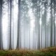 Fototapet premium, model 3d, pădurea misterioasă, Forest Glade, dimensiuni pe comanda