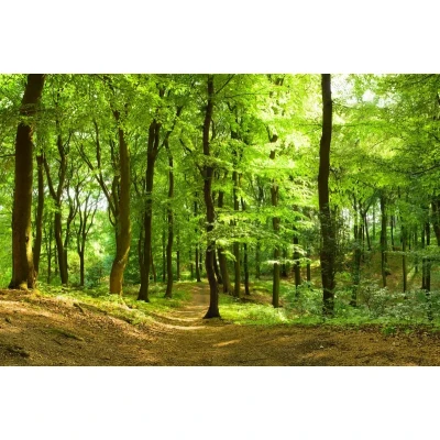 Fototapet premium, model 3d, O priveliște de neuitat Forest, dimensiuni pe comanda Rebel Walls
