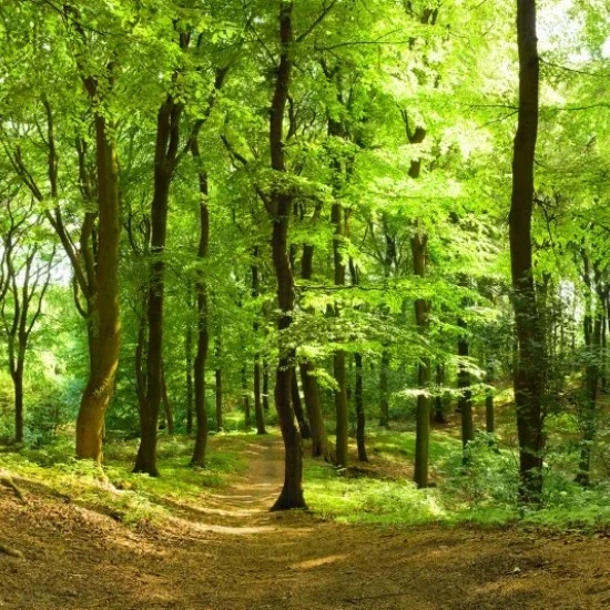 Fototapet premium, model 3d, O priveliște de neuitat Forest, dimensiuni pe comanda Fototapet premium, model 3d, O priveliște de neuitat Forest, dimensiuni pe comanda
