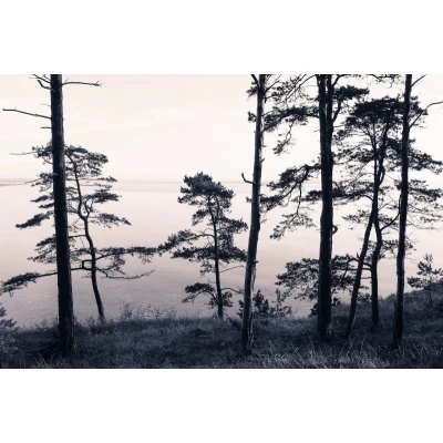 Fototapet premium, model 3d, pini și priveliștea oceanului Old Pine Trees, dimensiuni pe comanda Rebel Walls