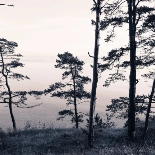 Fototapet premium, model 3d, pini și priveliștea oceanului Old Pine Trees, dimensiuni pe comanda