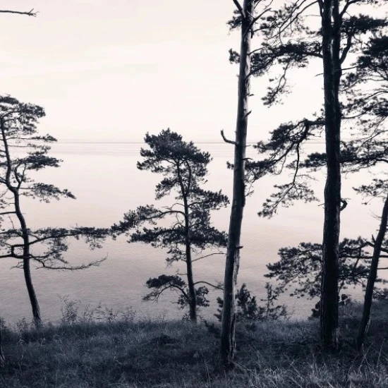 Fototapet premium, model 3d, pini și priveliștea oceanului Old Pine Trees, dimensiuni pe comanda