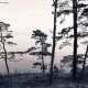 Fototapet premium, model 3d, pini și priveliștea oceanului Old Pine Trees, dimensiuni pe comanda