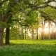 Fototapet premium, model 3d, Verdant, dimensiuni pe comanda