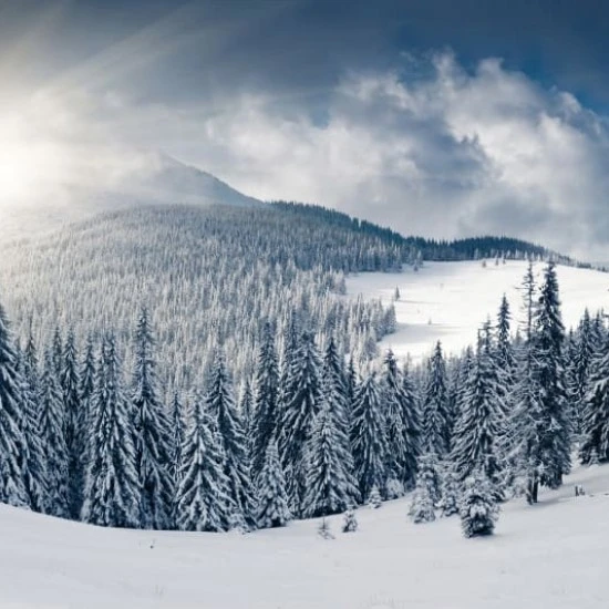 Winter R11571 