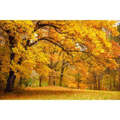 Yellow Leafy Trees, REBEL WALLS Rebel Walls