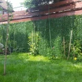 CONIFER mix 8011-"gard viu" artificial, sintetic 1,5mx3m