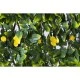 TRELLIS EXTENSO 8071 yellow rose-gard viu artificial 1m x 2m
