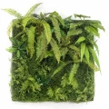 Perete verde artificial Living Wall 1x1m