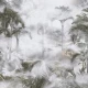 Fototapet fara imbinari Foggy Tropics