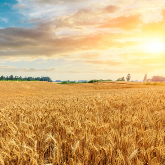 Fototapet fara imbinari Wheat Crop Field Sunset Landscape