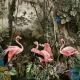 Fototapet fara imbinari Jungle Flamingos