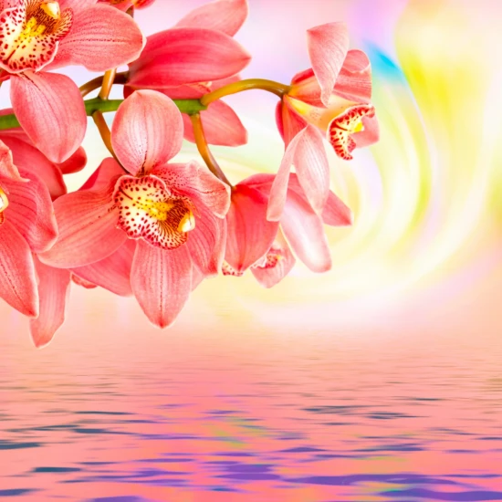 Fototapet fara imbinari Orchid