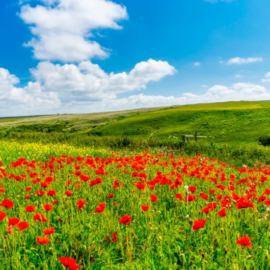Fototapet fara imbinari Field Of Poppies