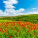Fototapet fara imbinari Field Of Poppies