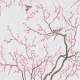 Fototapet fara imbinari Sakura Fototapet fara imbinari Sakura