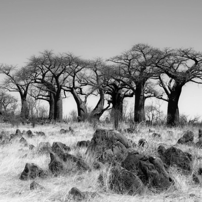 Fototapet fara imbinari Baobab Paradise
