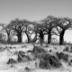Fototapet fara imbinari Baobab Paradise