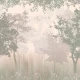 Fototapet fara imbinari The Enchanted Forest