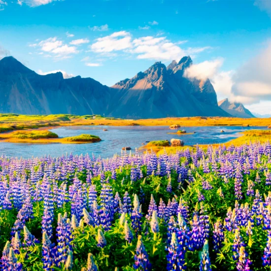 Fototapet fara imbinari Lavender Field