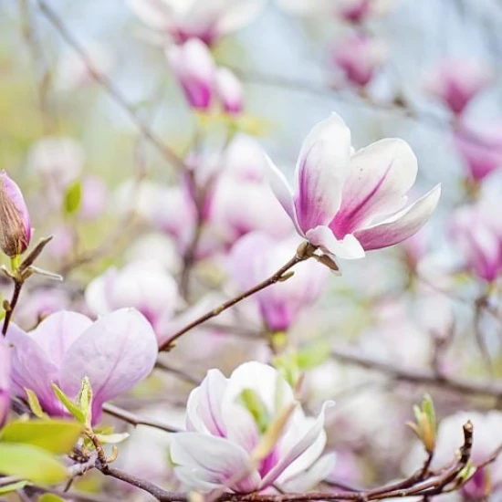 Fototapet fara imbinari Blume Fototapet fara imbinari Blume