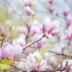 Fototapet fara imbinari Blume Fototapet fara imbinari Blume